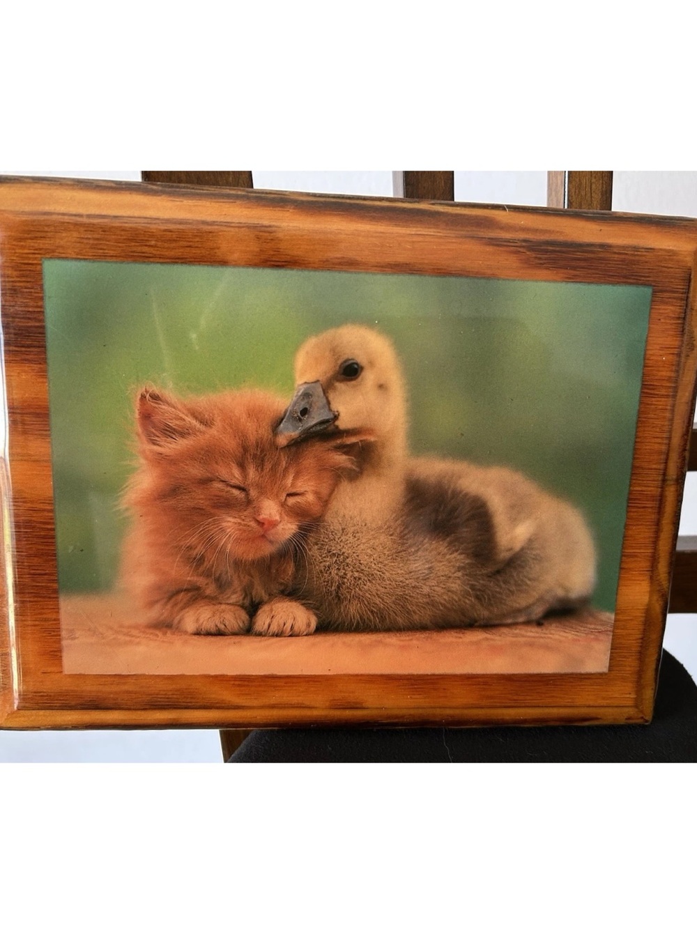 Cut kitten 🐈 and duck 🦆plaque